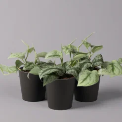 Gefleckte Efeutute 'Trebie' In Keramiktopf Anthrazit, Topf-Ø 12 Cm, 3er-Set