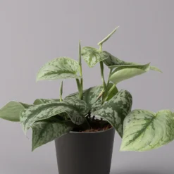 Gefleckte Efeutute 'Trebie' In Keramiktopf Anthrazit, Topf-Ø 12 Cm, 3er-Set -Zimmer & Garten Verkäufe 0220180215 Scindapsus pictus Trebie mit Dallas anth 12cm WS 2