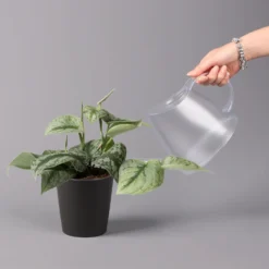 Gefleckte Efeutute 'Trebie' In Keramiktopf Anthrazit, Topf-Ø 12 Cm, 3er-Set -Zimmer & Garten Verkäufe 0220180215 Scindapsus pictus Trebie mit Dallas anth 12cm WS 4