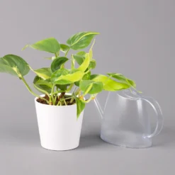 Philodendron 'Brasil' In Keramiktopf Dallas Weiß, Topf-Ø 12 Cm, 3er-Set -Zimmer & Garten Verkäufe 0220180291 Philo scandens Brasil in Dallas weiss 12cm 3er Set 4 114656