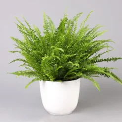 Schwertfarn In Topf Tusca, Topf-Ø 17 Cm, Höhe Ca. 30 - 45 Cm