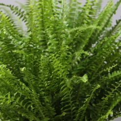 Schwertfarn In Topf Tusca, Topf-Ø 17 Cm, Höhe Ca. 30 - 45 Cm -Zimmer & Garten Verkäufe 0220190112 Nephrolepis exaltata im Topf Tusca T17 WS 6