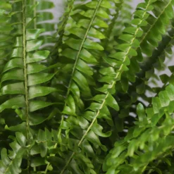 Schwertfarn In Topf Tusca, Topf-Ø 17 Cm, Höhe Ca. 30 - 45 Cm -Zimmer & Garten Verkäufe 0220190112 Nephrolepis exaltata im Topf Tusca T17 WS 9