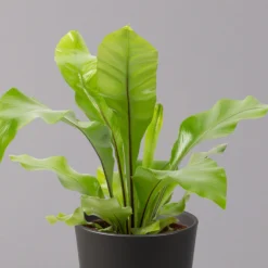 Nestfarn, Mit Keramiktopf Dallas Anthrazit, Topf-Ø12cm, Höhe Ca. 35 Cm, 2er-Set -Zimmer & Garten Verkäufe 0220190134 Asplenium nidus Dallas anthrazit 2 108183