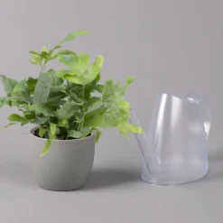 Phlebodium Aureum 'Blue Star', Topf-Ø 12 Cm, Höhe Ca. 30 Cm, 3er-Set -Zimmer & Garten Verkäufe 0220190146 Phlebodium aureum Blue Star 12cm 3er Set 4