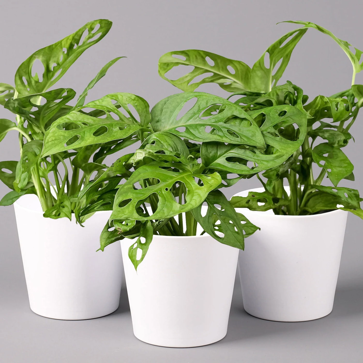 Monstera Adansonii Mit Keramiktopf Weiß, Topf-Ø 12 Cm, Höhe Ca. 25 Cm, 3er-Set 2 Monstera Adansonii Mit Keramiktopf Weiß, Topf-Ø 12 Cm, Höhe Ca. 25 Cm, 3er-Set - Image 2