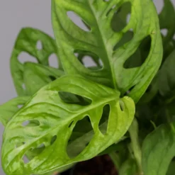 Monstera Adansonii Mit Keramiktopf Weiß, Topf-Ø 12 Cm, Höhe Ca. 25 Cm, 3er-Set 16 Monstera Adansonii Mit Keramiktopf Weiß, Topf-Ø 12 Cm, Höhe Ca. 25 Cm, 3er-Set -Zimmer & Garten Verkäufe 0220350047 Monstera adansonii Dallas weiss 4