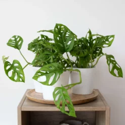 Monstera Adansonii Mit Keramiktopf Weiß, Topf-Ø 12 Cm, Höhe Ca. 25 Cm, 3er-Set 17 Monstera Adansonii Mit Keramiktopf Weiß, Topf-Ø 12 Cm, Höhe Ca. 25 Cm, 3er-Set -Zimmer & Garten Verkäufe 0220350047 Monstera adansonii in Topf Dallas weiss 3er Set Monstera Dallas2