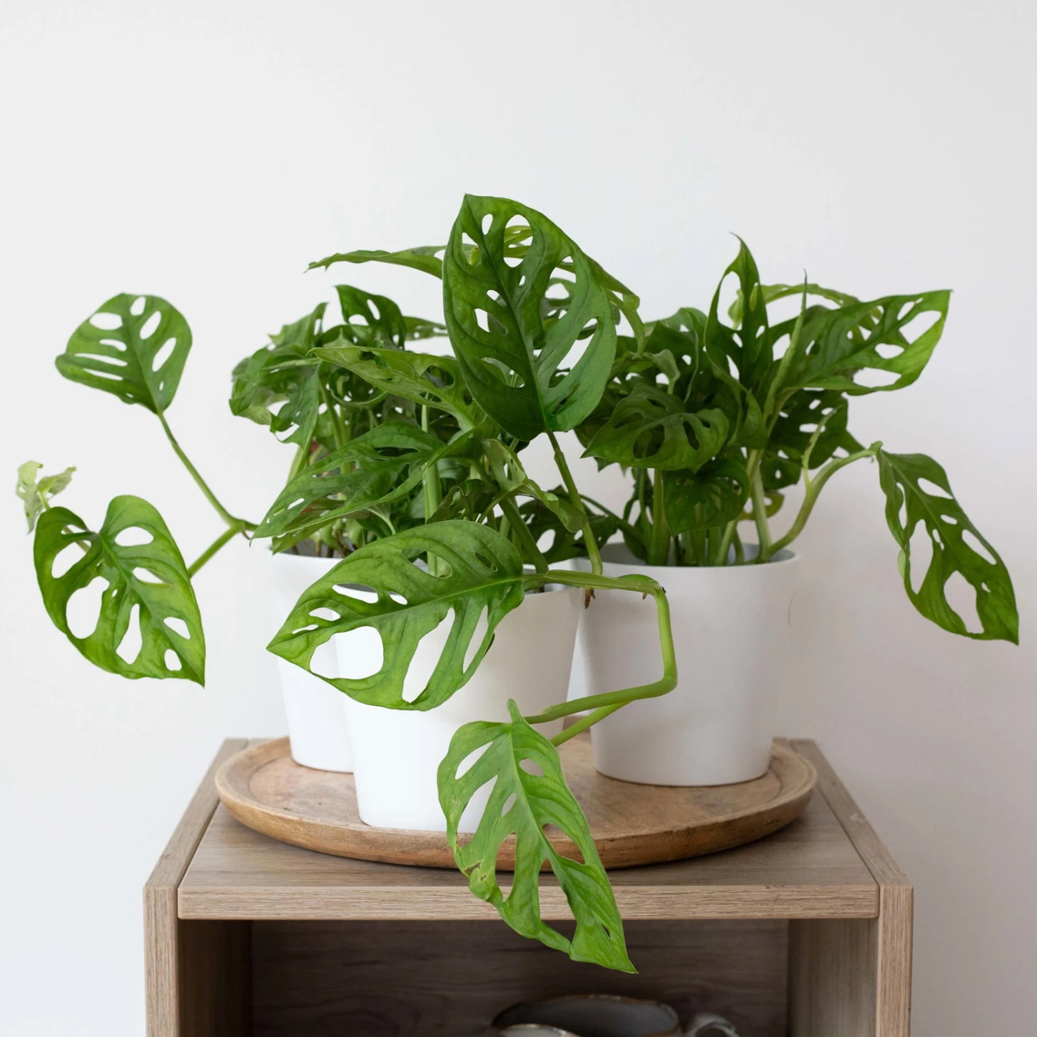 Monstera Adansonii Mit Keramiktopf Weiß, Topf-Ø 12 Cm, Höhe Ca. 25 Cm, 3er-Set 7 Monstera Adansonii Mit Keramiktopf Weiß, Topf-Ø 12 Cm, Höhe Ca. 25 Cm, 3er-Set - Image 7