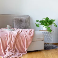 Monstera Adansonii Mit Keramiktopf Weiß, Topf-Ø 12 Cm, Höhe Ca. 25 Cm, 3er-Set 18 Monstera Adansonii Mit Keramiktopf Weiß, Topf-Ø 12 Cm, Höhe Ca. 25 Cm, 3er-Set -Zimmer & Garten Verkäufe 0220350047 Monstera adansonii in Topf Dallas weiss 3er Set Monstera Dallas 22