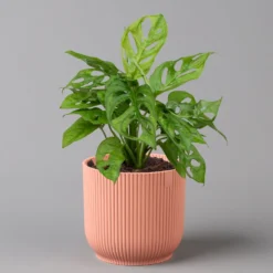 Monstera Adansonii In Übertopf Vibes Rosa, Topf-Ø 12 Cm, Höhe Ca. 25 Cm