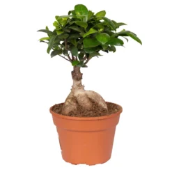 Ficus Microcarpa 'Ginseng', Topf-Ø 17 Cm, Höhe Ca. 40 Cm