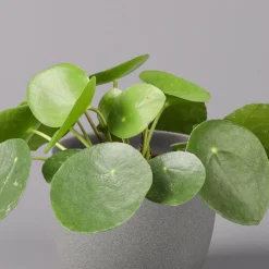 Pilea Peperomioides, Topf-Ø 12 Cm, Höhe Ca. 20 Cm, 3er-Set -Zimmer & Garten Verkäufe 0220450177 Pilea peperomoides T12 2