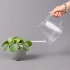 Pilea Peperomioides, Topf-Ø 12 Cm, Höhe Ca. 20 Cm, 3er-Set -Zimmer & Garten Verkäufe 0220450177 Pilea peperomoides T12 3