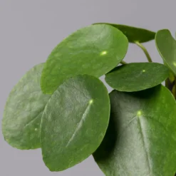 Pilea Peperomioides, Topf-Ø 12 Cm, Höhe Ca. 20 Cm, 3er-Set -Zimmer & Garten Verkäufe 0220450177 Pilea peperomoides T12 4