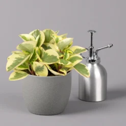 Peperomia, Verschiedene Arten Nach Verfügbarkeit, Topf-Ø 12 Cm, Höhe Ca. 20 Cm -Zimmer & Garten Verkäufe 0220450196 Peperomia Mix 12cm 3er Set 3