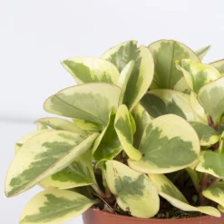 Peperomia, Verschiedene Arten Nach Verfügbarkeit, Topf-Ø 12 Cm, Höhe Ca. 20 Cm -Zimmer & Garten Verkäufe 0220450196 Peperomia Mix 3er Set 2