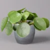 Pilea Peperomioides In Keramiktopf Bergamo Grau, Topf-Ø 12 Cm, Höhe Ca. 20 Cm
