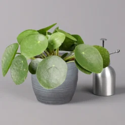 Pilea Peperomioides In Keramiktopf Bergamo Grau, Topf-Ø 12 Cm, Höhe Ca. 20 Cm -Zimmer & Garten Verkäufe 0220450206 Pilea peperom mit Uebertopf Bergamo grau 3
