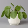 Pilea Peperomioides In Übertopf Vibes Weiß, Topf-Ø 12 Cm, H: Ca. 20 Cm
