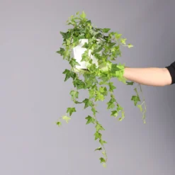 Hedera Helix In Keramiktopf Dallas Weiß, Topf-Ø 12/13 Cm, 2er-Set -Zimmer & Garten Verkäufe 0220650241 Hedera gruen Elja in Topf Dallas weiss 4