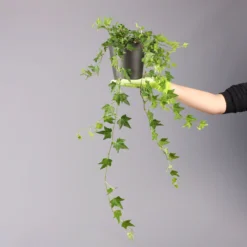 Efeu Inkl. Keramiktopf Dallas Anthrazit, Topf-Ø 12/13 Cm, 2er-Set -Zimmer & Garten Verkäufe 0220650250 Hedera gruen Elja in Topf Dallas anth 4