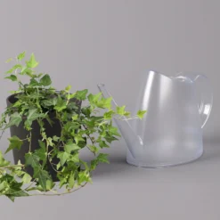 Efeu Inkl. Keramiktopf Dallas Anthrazit, Topf-Ø 12/13 Cm, 2er-Set -Zimmer & Garten Verkäufe 0220650250 Hedera gruen in Topf Dallas anthrazit 3