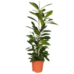 Ficus Cyathistipula, Topf-Ø 21 Cm, Höhe Ca. 110 Cm