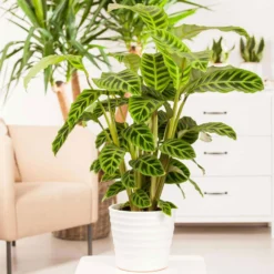 Calathea Zebrina, Topf-Ø 14 Cm, Höhe Ca. 35-45 Cm -Zimmer & Garten Verkäufe 0220800169 Calathea zebrina1