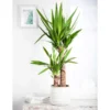 Palmlilie, Topf-Ø 17 Cm, Höhe Ca. 60-80 Cm