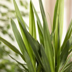 Palmlilie, Topf-Ø 17 Cm, Höhe Ca. 60-80 Cm -Zimmer & Garten Verkäufe 0220850134 Yucca auf Stamm verzweigt1