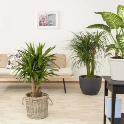 Palmlilie, Topf-Ø 27 Cm, Höhe Ca. 110 Cm -Zimmer & Garten Verkäufe 0220850158 Yucca eleph verzweigt