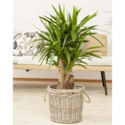 Palmlilie, Topf-Ø 27 Cm, Höhe Ca. 110 Cm -Zimmer & Garten Verkäufe 0220850158 Yucca eleph verzweigt1