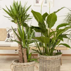 Palmlilie, Topf-Ø 21 Cm, Höhe Ca. 100 Cm -Zimmer & Garten Verkäufe 0220850207 Yucca eleph Yucca 3er Tuff