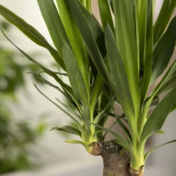 Palmlilie, Topf-Ø 17 Cm, Höhe Ca. 60-80 Cm -Zimmer & Garten Verkäufe 0220850207 Yucca eleph Yucca 3er Tuff1