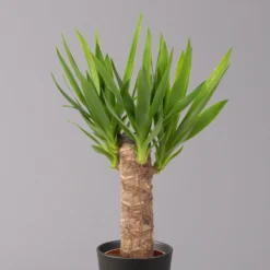 Palmlilie Mit Keramiktopf Dallas, Höhe Ca. 40-45cm, Topf-Ø 11/12cm, 3er-Set -Zimmer & Garten Verkäufe 0220850248 Yucca elephantipes Topf Dallas anthrazit 2 2