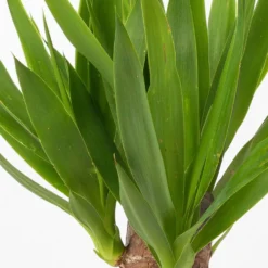 Palmlilie In Keramiktopf Dallas, Topf-Ø 11/12cm, Höhe Ca. 40-45cm, 2er-Set -Zimmer & Garten Verkäufe 0220850248 Yucca elephantipes Topf Dallas anthrazit 4 1