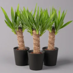 Palmlilie Mit Keramiktopf Dallas, Höhe Ca. 40-45cm, Topf-Ø 11/12cm, 3er-Set