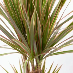 Gerandeter Drachenbaum 'Bicolor', Topf-Ø 17 Cm, Höhe Ca. 70 Cm -Zimmer & Garten Verkäufe 0221100019 Dracaena marginata bicolor 2er Tuff 7