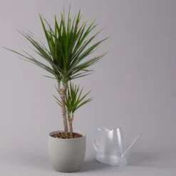 Drachenbaum, Topf-Ø 17 Cm, Höhe Ca. 70 Cm -Zimmer & Garten Verkäufe 0221100020 Dracaena marginata 2er Tuff 17cm 3