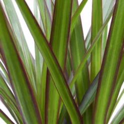 Drachenbaum, Topf-Ø 17 Cm, Höhe Ca. 70 Cm -Zimmer & Garten Verkäufe 0221100020 Dracaena marginata 2er Tuff H70cm 2