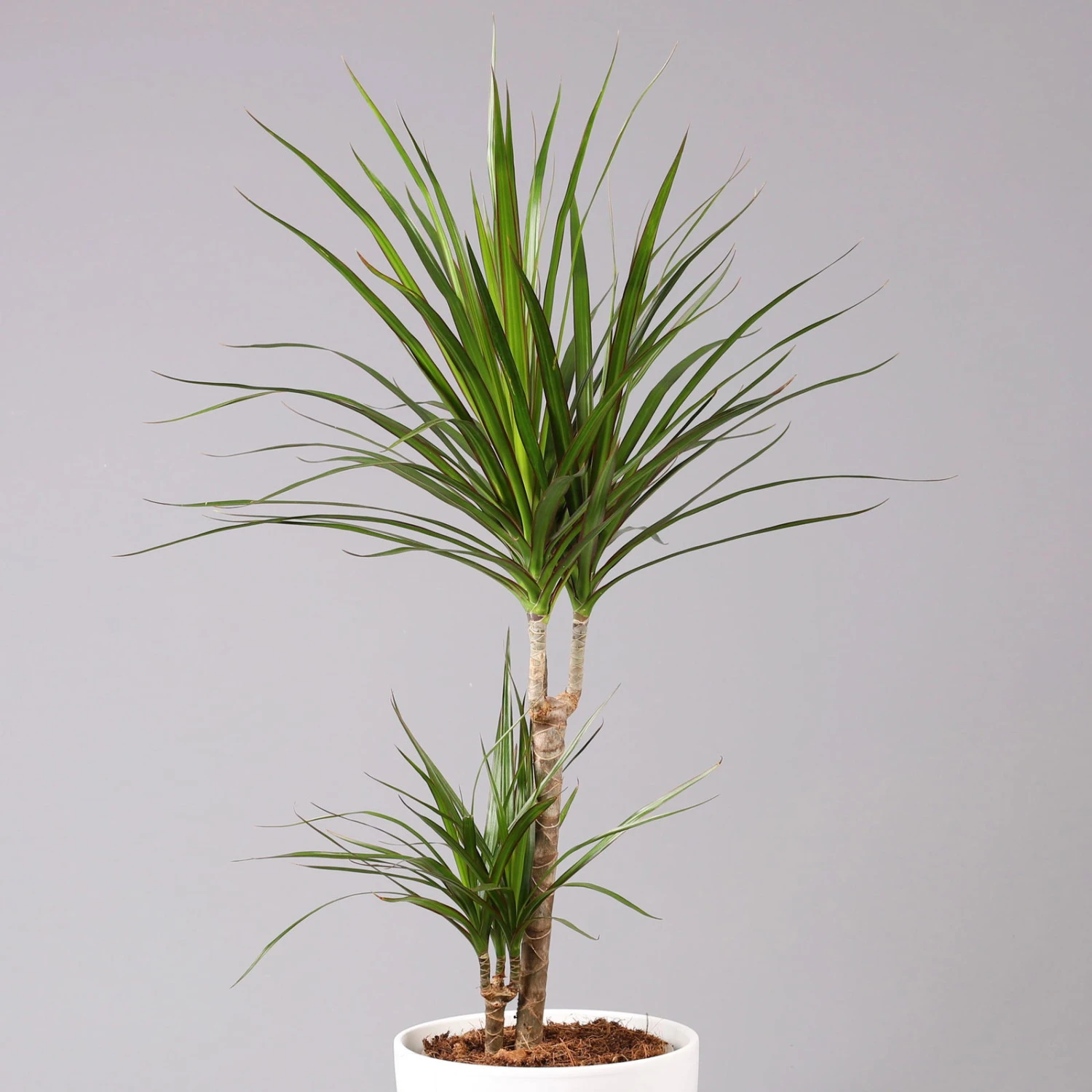 Drachenbaum, 2er-Tuff, Inkl. Topf Tusca, Höhe Ca. 70 Cm, Topf 17 Cm Ø 2 Drachenbaum, 2er-Tuff, Inkl. Topf Tusca, Höhe Ca. 70 Cm, Topf 17 Cm Ø - Image 2