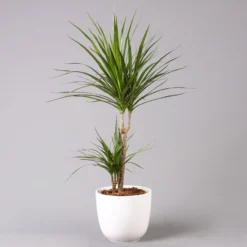 Drachenbaum, 2er-Tuff, Inkl. Topf Tusca, Höhe Ca. 70 Cm, Topf 17 Cm Ø