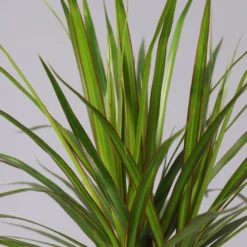 Drachenbaum, 2er-Tuff, Inkl. Topf Tusca, Höhe Ca. 70 Cm, Topf 17 Cm Ø 8 Drachenbaum, 2er-Tuff, Inkl. Topf Tusca, Höhe Ca. 70 Cm, Topf 17 Cm Ø -Zimmer & Garten Verkäufe 0221100078 Dracaena marginata 2er Tuff Topf Tusca 42