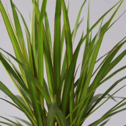 Drachenbaum, 2er-Tuff, Inkl. Topf Tusca, Höhe Ca. 70 Cm, Topf 17 Cm Ø 9 Drachenbaum, 2er-Tuff, Inkl. Topf Tusca, Höhe Ca. 70 Cm, Topf 17 Cm Ø -Zimmer & Garten Verkäufe 0221100078 Dracaena marginata 2er Tuff Topf Tusca 52