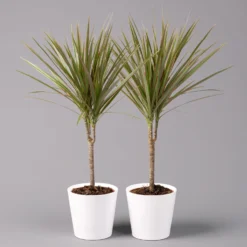 Drachenbaum 'Bicolor', Topf-Ø 13 Cm, Inkl. Keramiktopf Dallas Weiß, 2er-Set