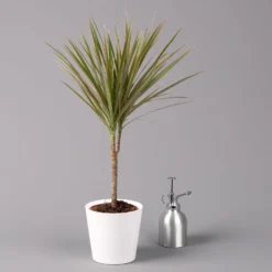 Drachenbaum 'Bicolor', Topf-Ø 13 Cm, Inkl. Keramiktopf Dallas Weiß, 2er-Set -Zimmer & Garten Verkäufe 0221100085 Dracaena marg Bicolor im Dallas weiss 32