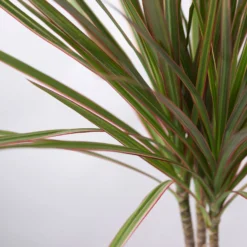 Drachenbaum 'Bicolor', Topf-Ø 13 Cm, Inkl. Keramiktopf Dallas Weiß, 2er-Set -Zimmer & Garten Verkäufe 0221100085 Dracaena marg Bicolor im Dallas weiss 42