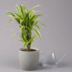 Duftender Drachenbaum 'Lemon Lime', Topf-Ø 21 Cm, Verzweigt, Höhe Ca. 70 Cm -Zimmer & Garten Verkäufe 0221300035 Dracaena fragr Lemon Lime verzweigt 21cm 3