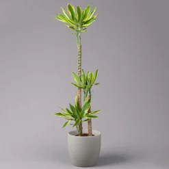 Duftender Drachenbaum 'Gold Dream', Topf-Ø 24 Cm, Höhe Ca. 140 Cm